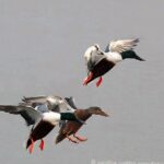 Northern Shovelers, Vancouver Island, BC