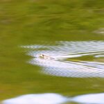 Northwestern Garter Snake, Vancouver Island