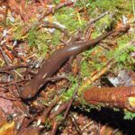 Northwestern Salamander, Vancouver Island