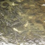 Pink Salmon, Vancouver Island, BC