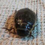 Predaceous Diving Beetle, Vancouver Island, BC 