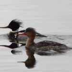 Red Breasted Merganser Ducks, Vancouver Island, BC