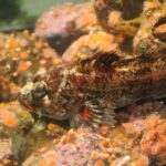 Red Irish Lord, Vancouver Island, BC