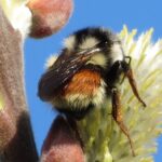 Red Tailed Bumblebee, Vancouver Island, BC