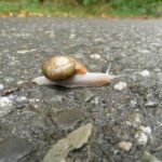 Gastropods, Robust Lancetooth Snail, Vancouver Island, BC