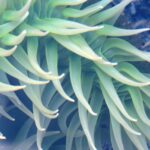 Sea Anemones, Vancouver Island, BC