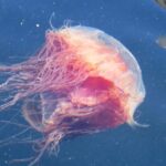 Sea Blubber Jellyfish,, Vancouver Island, BC
