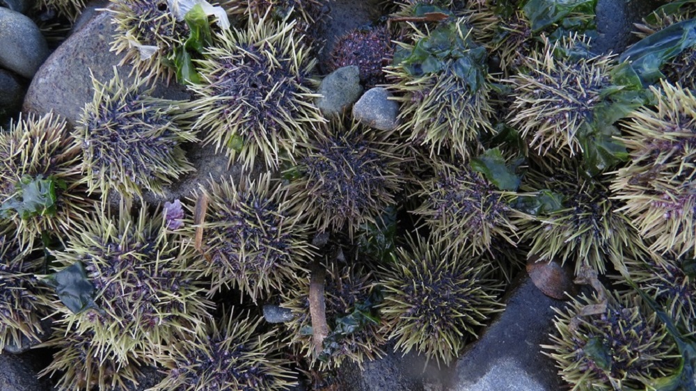 Sea Urchins, Vancouver Island, BC Sea Urchins, Vancouver Island, BC