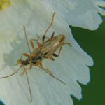 Soldier Beetle, Vancouver Island, BC 