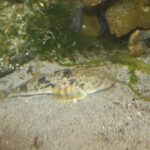staghorn Sculpin, Vancouver Island, BC