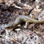 Wandering Salamander, Vancouver Island