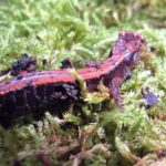 Western Redback Salamander, Vancouver Island