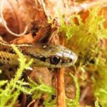 Western Terrestrial Garderr Snake, Vancouver Island, BC, photo by Bud Logan