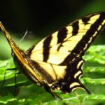 Wester Tiger Swalolltail Butterfly, Vancouver Island, BC