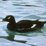 White Wing Scotter, Vancouver Island, BC