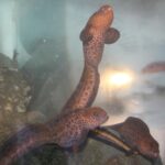 Wolf Eel, Vancouver Island, BC