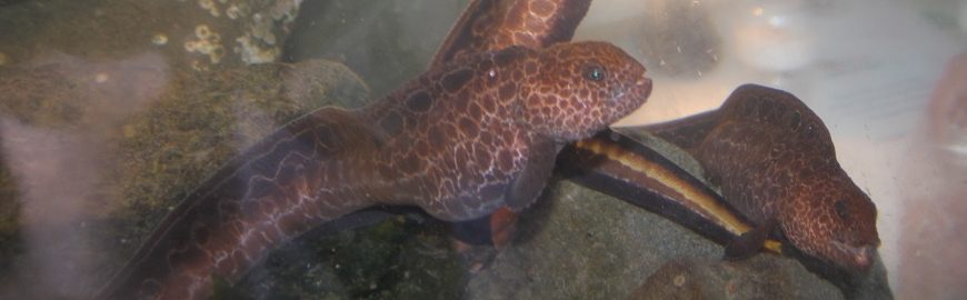 Wolf Eel, Vancouver Island, BC Wolf Eel, Vancouver Island, BC