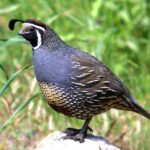 Gamefowl, California Quail, Vancouver Island, BC