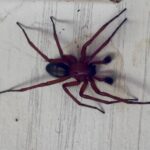 Hacklemesh Weaver, Vancouver Island, BC