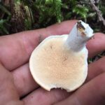 Hedgehog Mushroom, Vancouver Island, BC