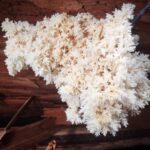 Edible-Mushrooms, Comb Tooth Mushroom, Vancouver Island, BC