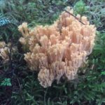 Coral Mushroom, Vancouver Island, BC