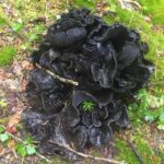 Blue Chanterelle Mushroom, Vancouver Island, BC