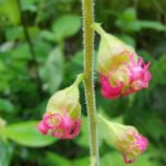 Foam Flower , Vancouver Island, BC