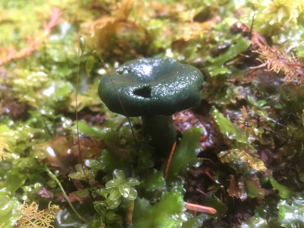 Bleeding Milkcap, Vancouver Island, BC Bleeding Milkcap, Vancouver Island, BC