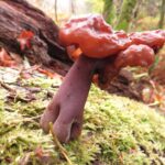 Hooded False Fungus, Vancouver Island, BC