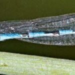 Damselflies, Alkali BluetDamselflies, Vancouver Island, BC