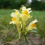 Invasive Plants, Butter And Eggs, Vancouver Island, BC