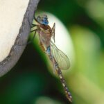 Blue-Eyed Darner Dragonfly, vancouver Island, BC