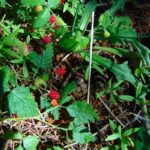 Trailing Blackberry, Vancouver Island, BC