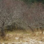 Deciduous Trees, Black Hawthorn Trees, Vancouver Island, BC
