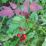 Poisonous-Plants, Red Bane Flowers, Vancouver Island, BC