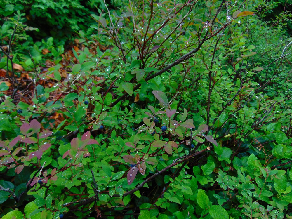 Campbell River Lookout Trail, Vancouver Island, BC Campbell River Lookout Trail, Vancouver Island, BC