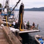 Kelsey Bay Harbour, Ports And Harbours, Vancouver Island, BC