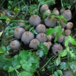Edible-Mushrooms, Glistening Corprinus Mushroom, Vancouver Island, BC