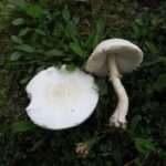 White Dapperling Mushroom, Vancouver Island, BC