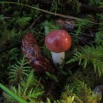 Rosey Mushroom, Vancouver Island, BC