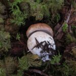 Penny Bun Mushroom, Vancouver Island, BC