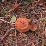 Saffron Webcap, Vancouver Island, BC