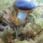 Slimy Spike Cap Mushroom, Vancouver Island, BC