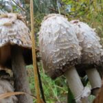 Shaggy Mane Mushroom, Vancouver Island, BC