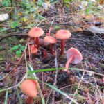 Bicoloured Deciever Mushroom, Vancouver Island, BC