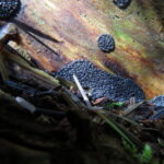 Slime Moulds, Black Pearl Slime Mold, Vancouver Island, BC