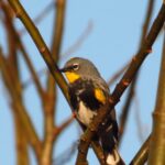 Woodland Birds, Yellow Rumped Warbler, Vancouver Island, BC