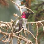 Annas Humminbird,, Vancouver Island, BC