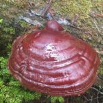 Rieshi Mushroom, Vancouver Island, BC